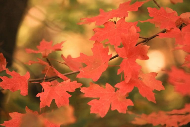 an image that represents fall